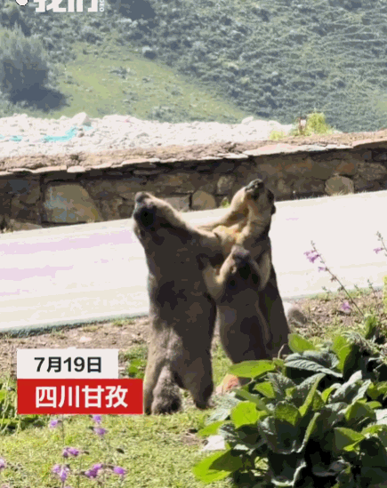 笑不活了！四川甘孜，两只土拨鼠突然直立起来，抱在一起又抓又推，谁也不肯让步。眼看