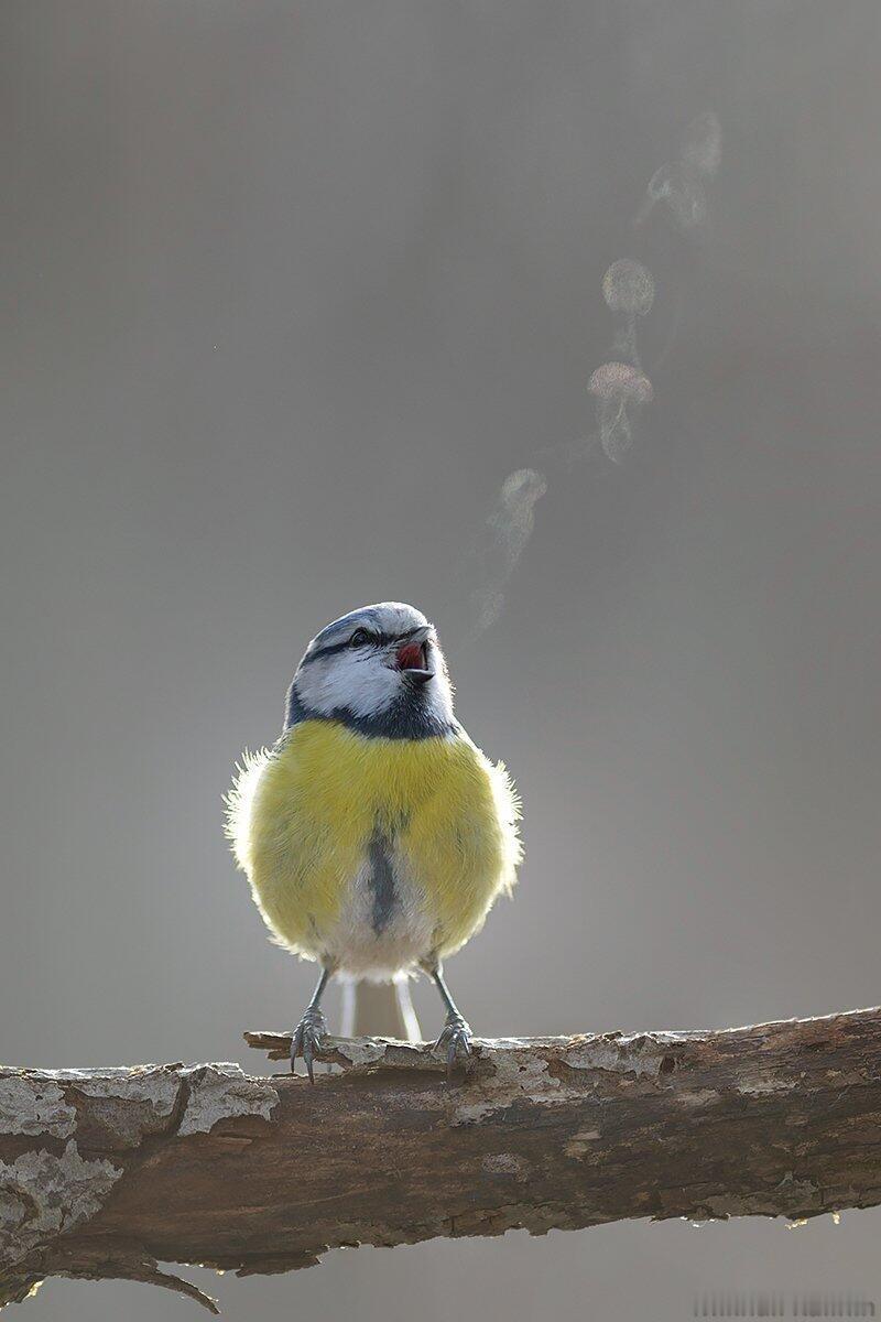 7762【🐦】小鸟吐出来的热气像水母 