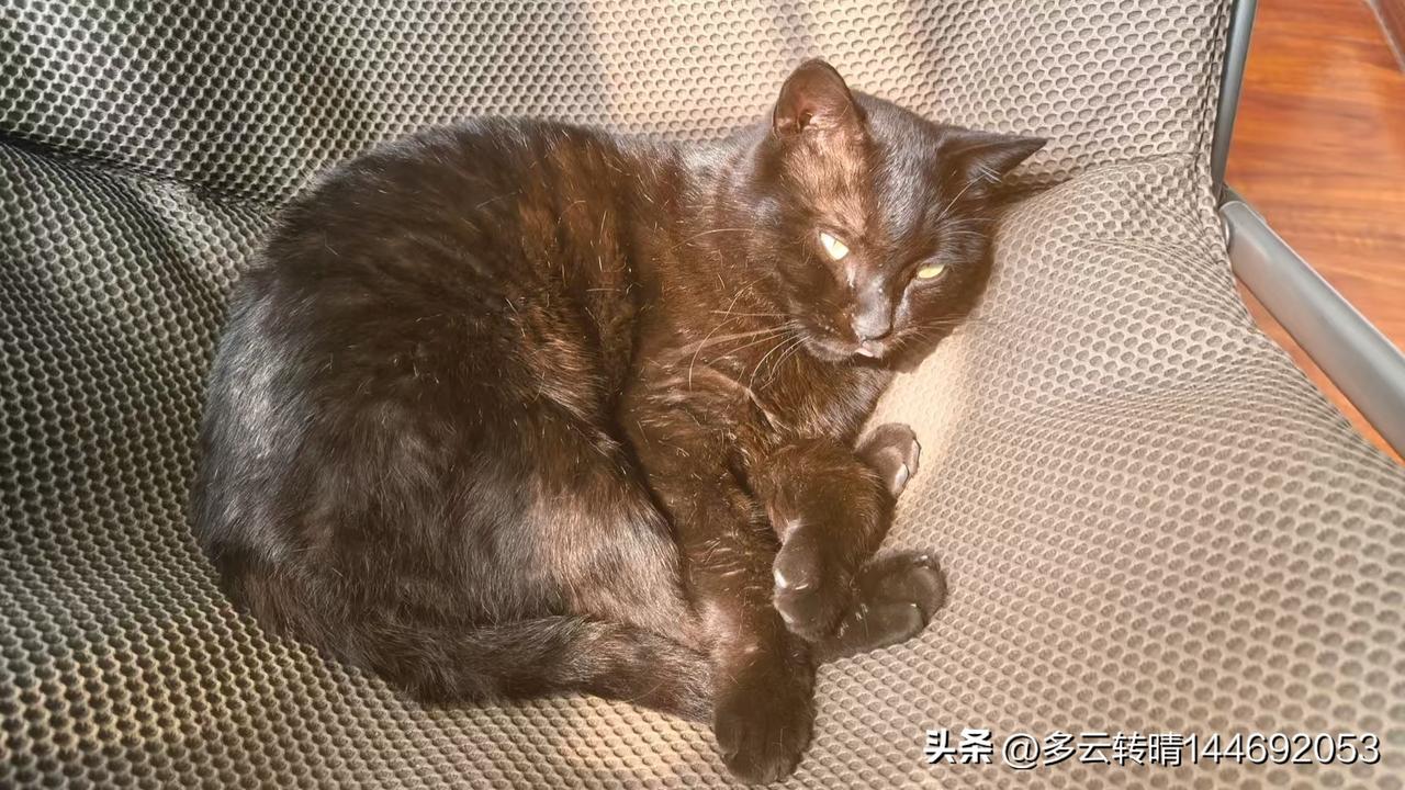 小黑是只流浪猫，自从去年冬天遇到我和同事以后，生活逐渐安定下来了。我们在办公室外