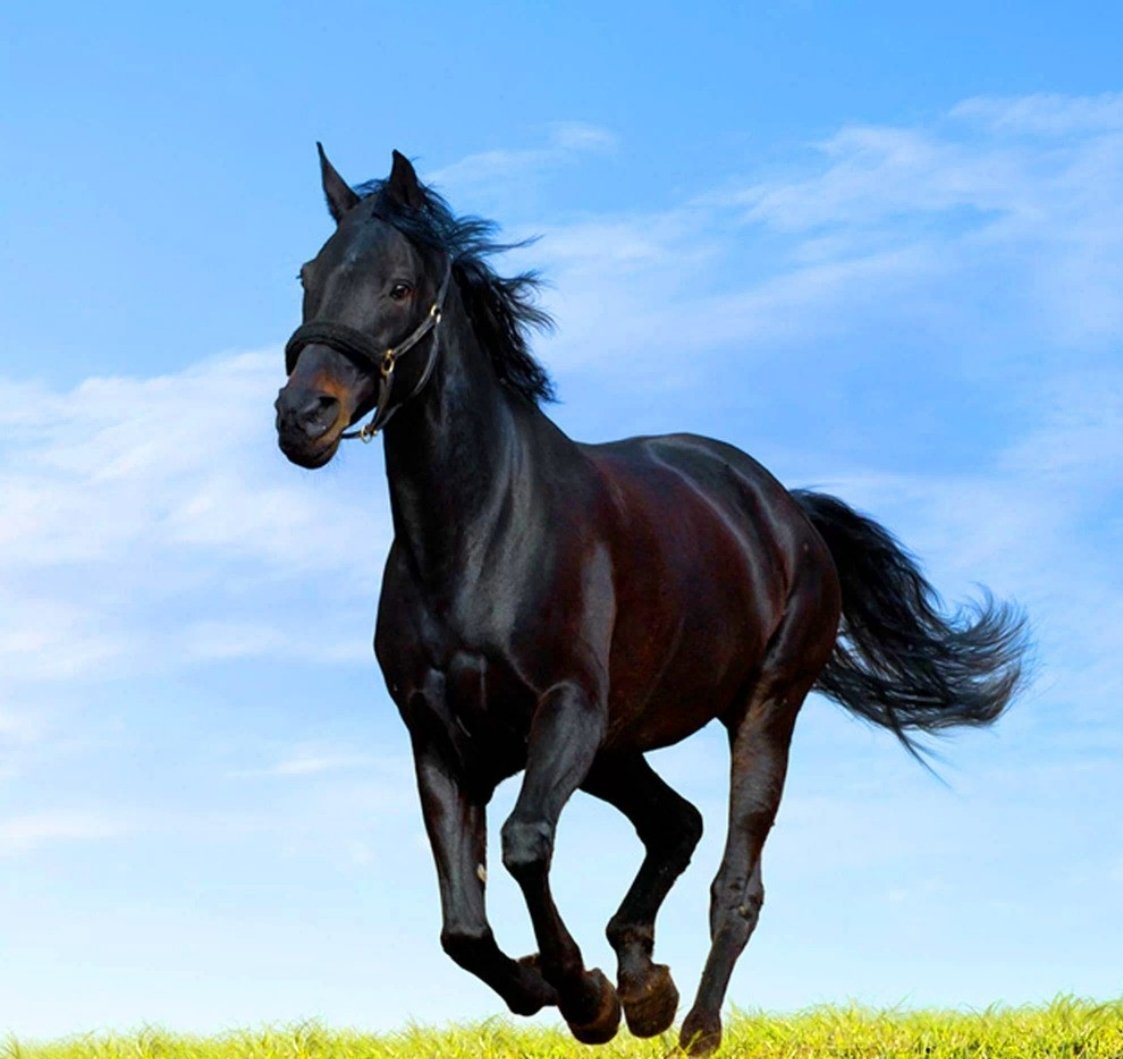  最近这波马系梗也太有意思了吧！从各种谐音玩到反转小剧场，网友的脑洞真的无限大～