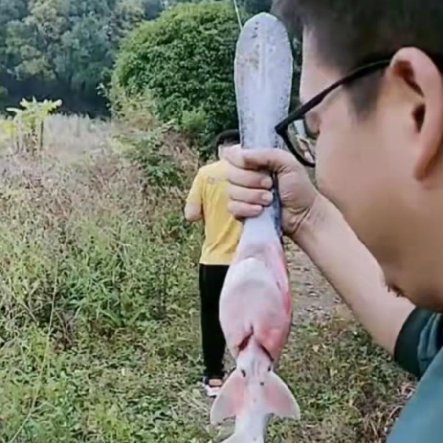 太罕见了！湖南衡阳，有一男子在野外河里，钓上来一条鸭嘴怪鱼。
 
当时他还以为是