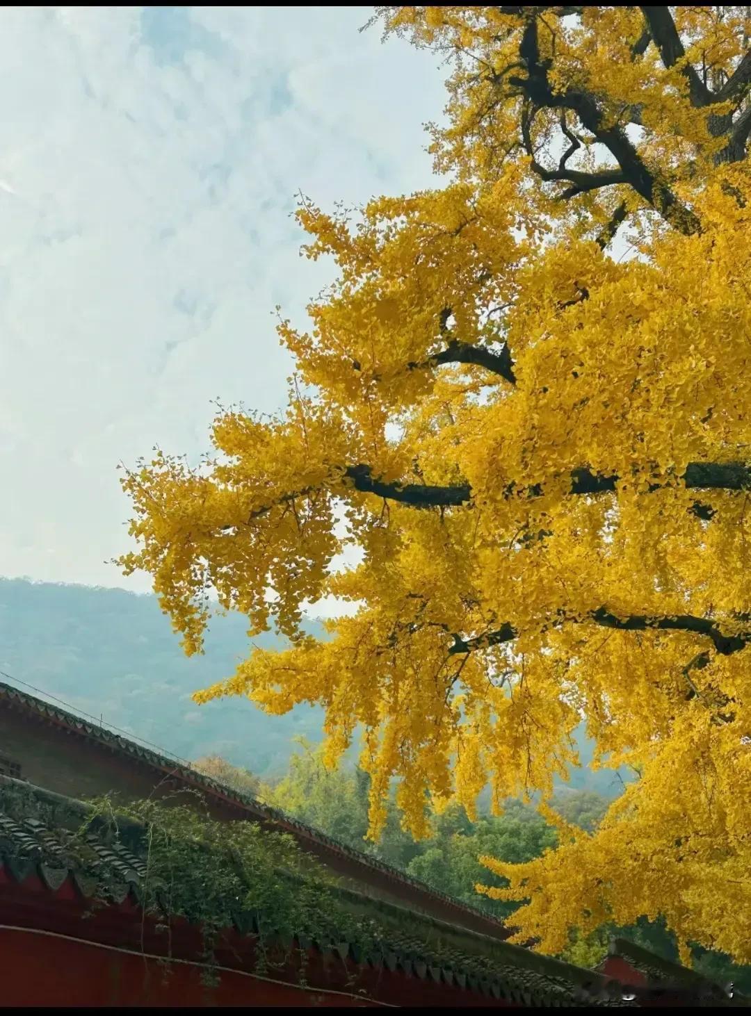 最近当阳玉泉寺千年银杏树黄了，加上官方的活动，吸引了大批游客前来打卡！
当阳玉泉