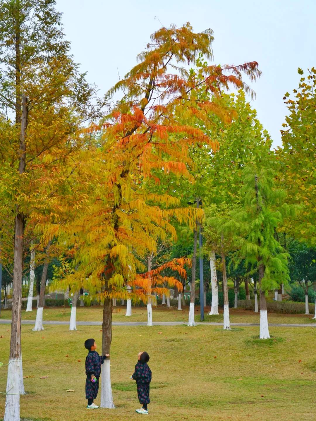 11.23实拍❗️长沙五彩水杉🍂绝美新机位📷