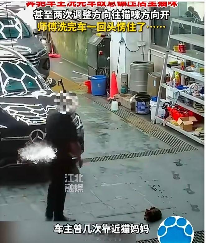 【奔驰车主2次调整故意碾压猫咪：猫妈妈刚生下小猫】5月20日（报道），广东，奔驰