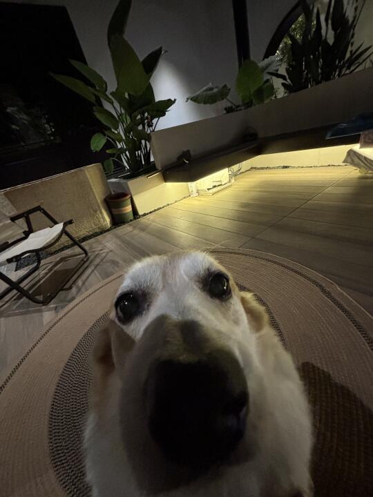 一只来自爱达荷州的棕熊