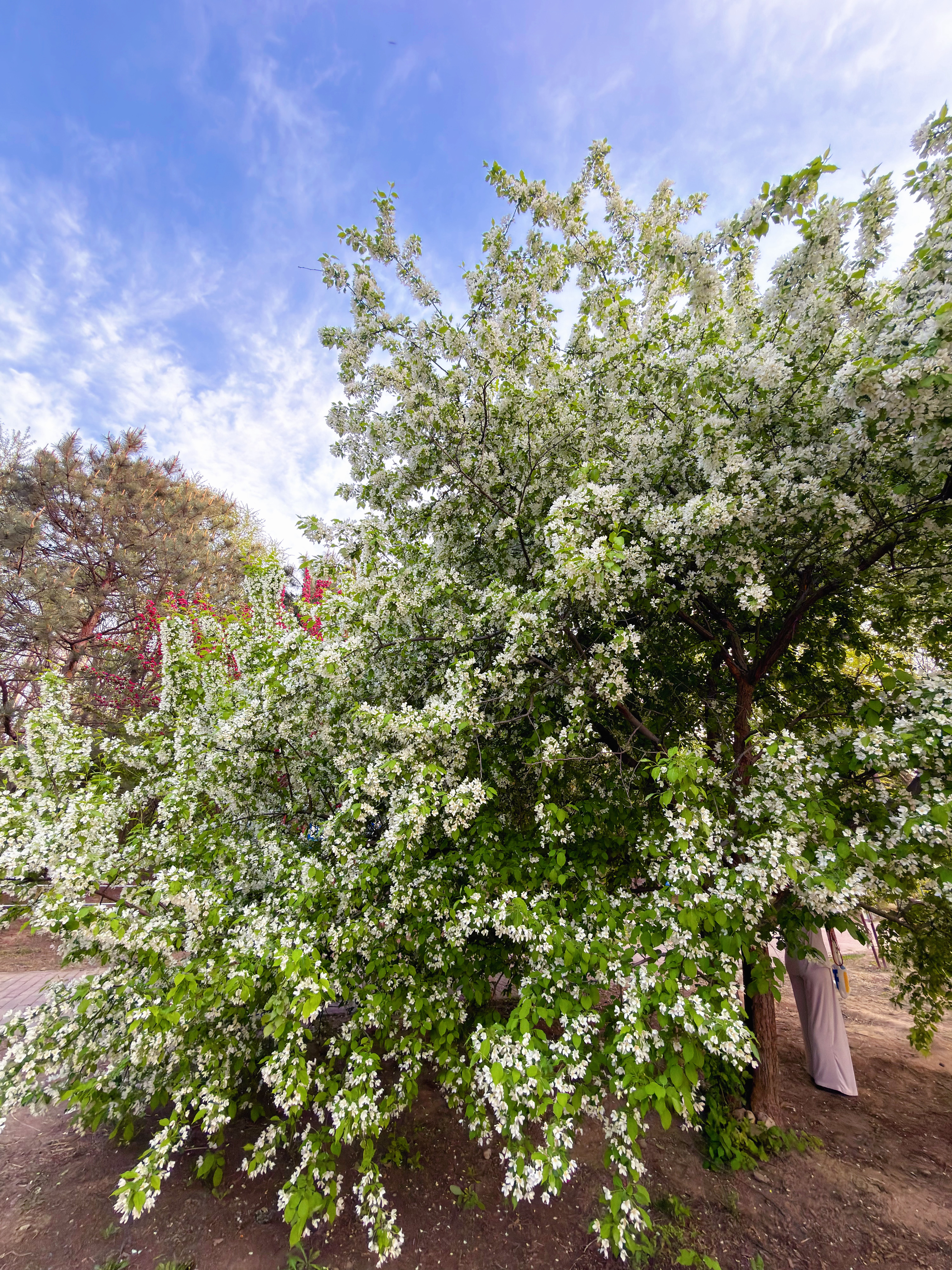 很美的一棵花树，分享给你~