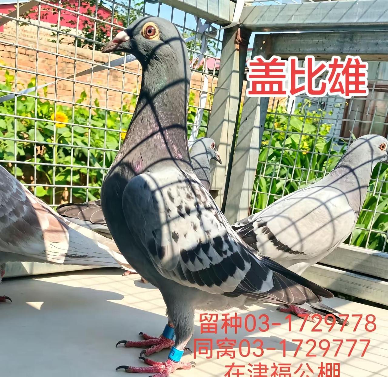 盖比雄。赛鸽知识实战种母 实战种鸽 真实养鸽计划 互相学习养鸽知识