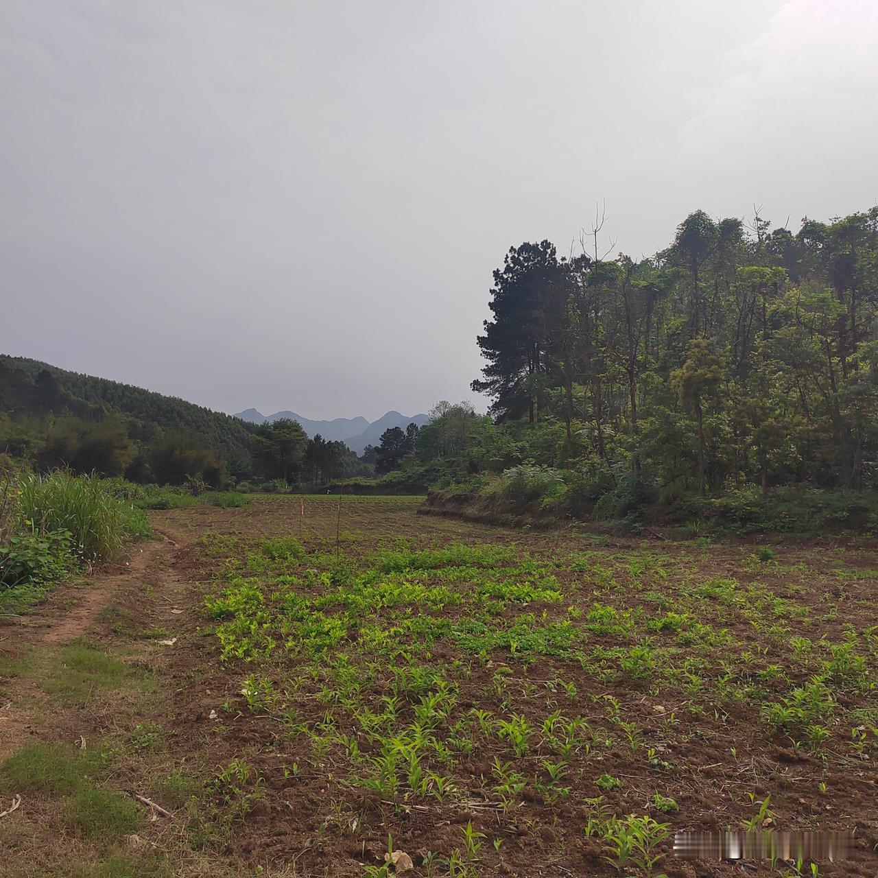 小岗村分田单干带头人闫宏昌说：不管是集体化时期还是分田后，小岗村发展都离不开政府