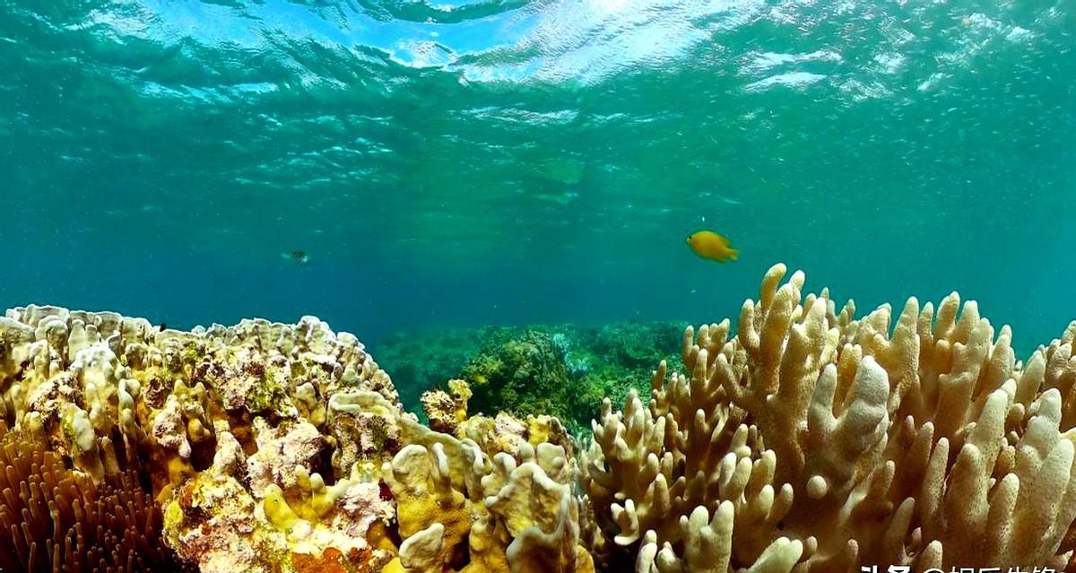 深海，一个充满未知和神秘的世界，吸引着无数探险家和科学家的目光。

深海的压力极