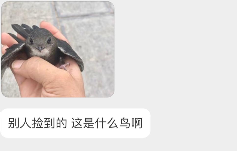 是一只小白腰雨燕正脸好呆呀  头真的大！ ​​​