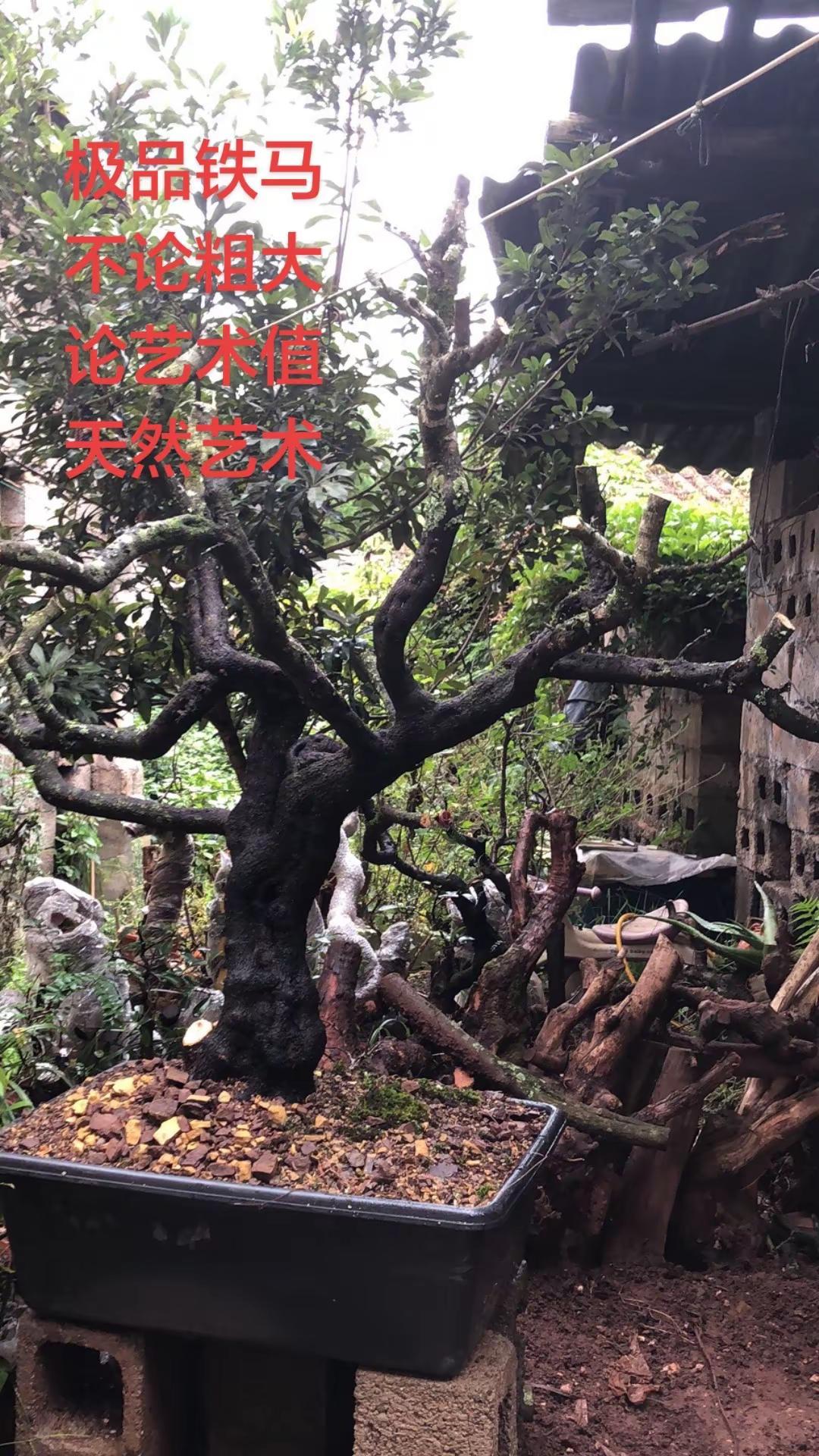本人收藏天然艺术铁马鞭一棵，掌声👏。铁马鞭 盆景