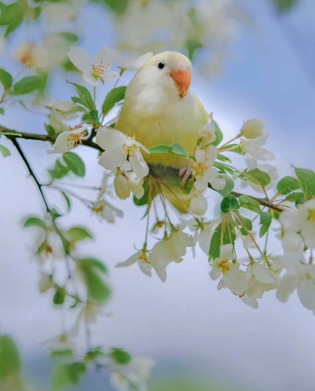 “  鹦鹉花中传吉语 …  ”  