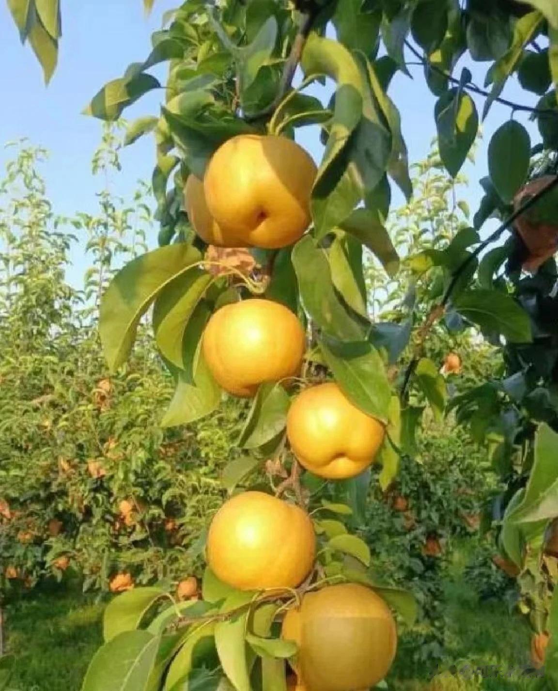 #秋日生活打卡记#
 秋天是瓜果飘香的季节，秋天是成熟的季节，秋天是收获的季节，