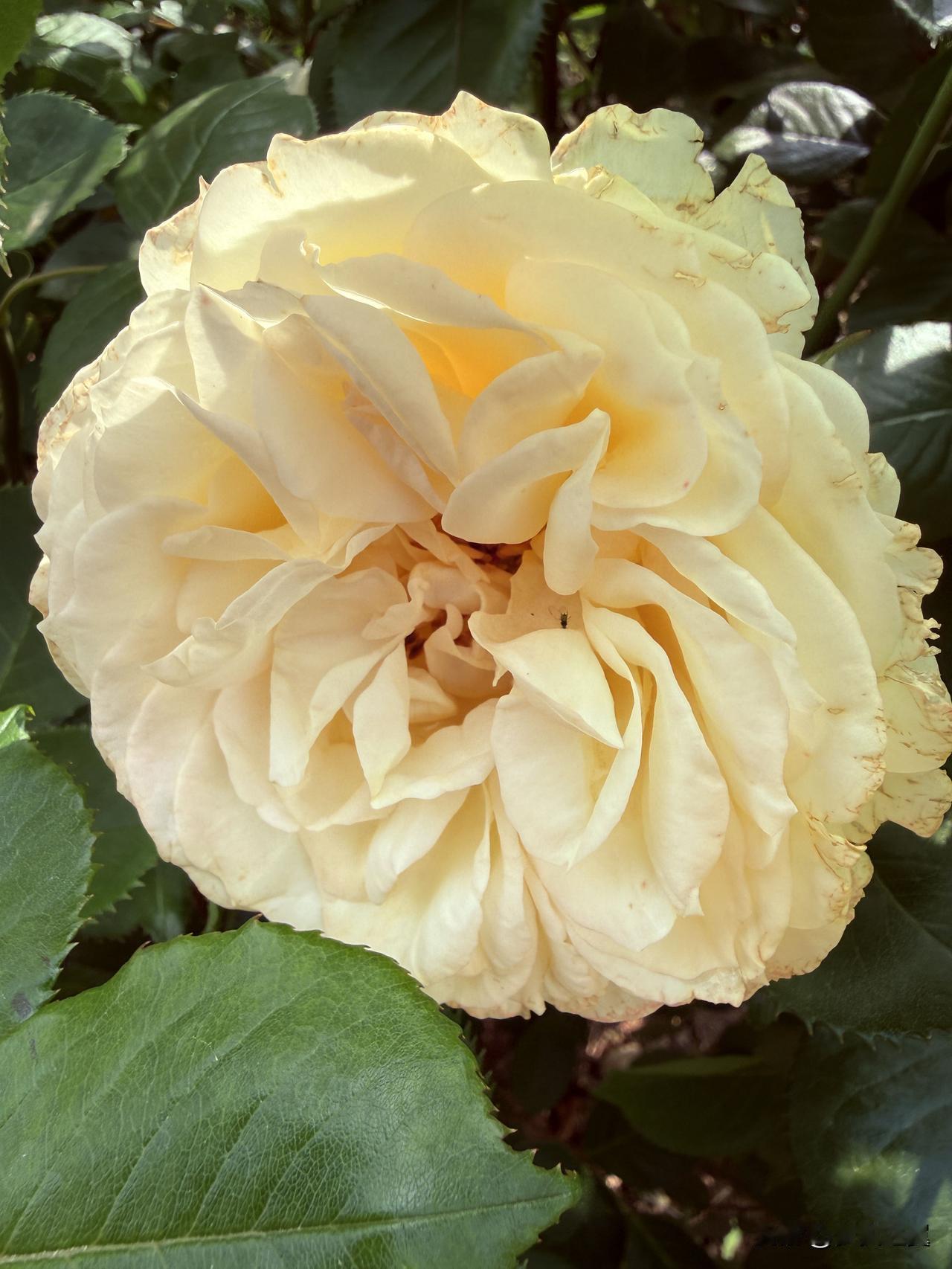 【小对联】
上：……？
下：清清白白。