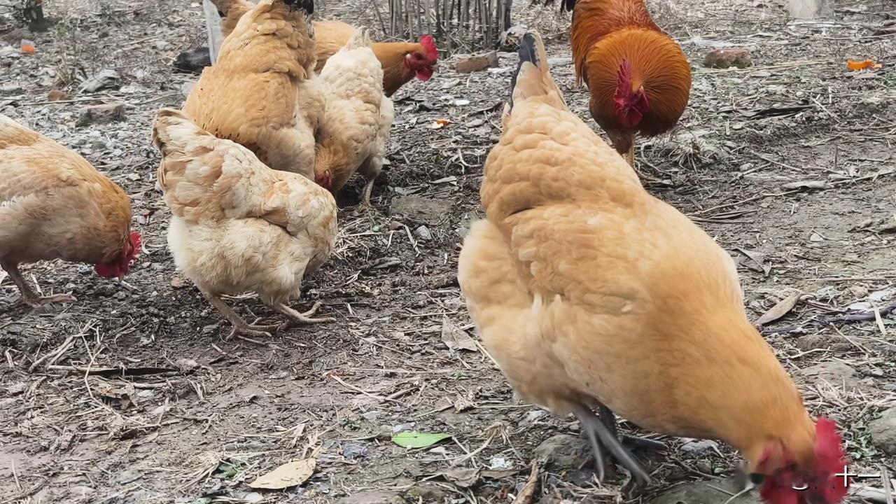 我家今年养的土鸡，终于开始产蛋了。
这是今年用自家养的老母鸡孵抱的，共25枚种蛋