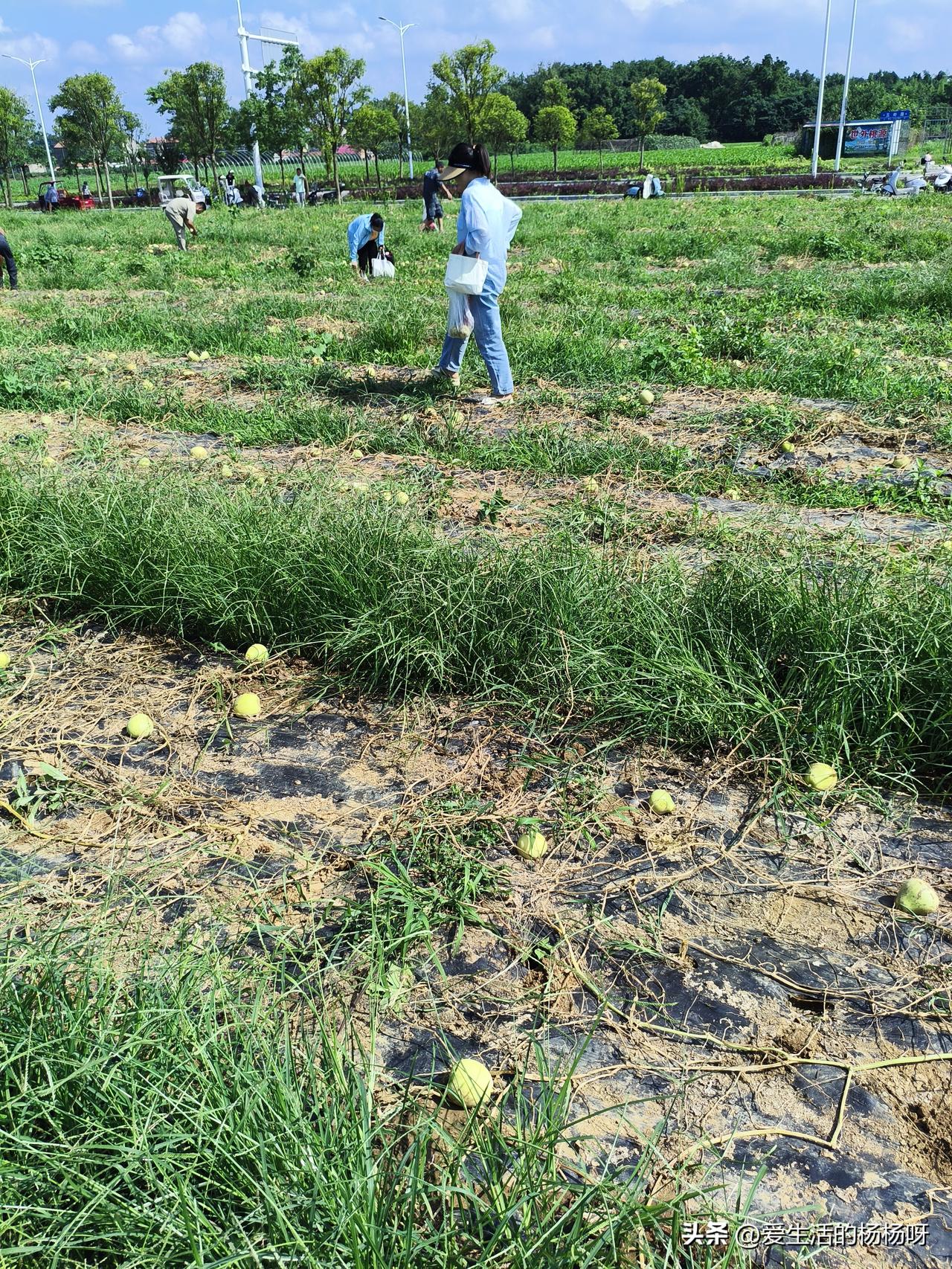 湖北应城，今天下午两点多太阳正大的时候，被朋友拖着一起来国光这里摘香瓜，景色倒是