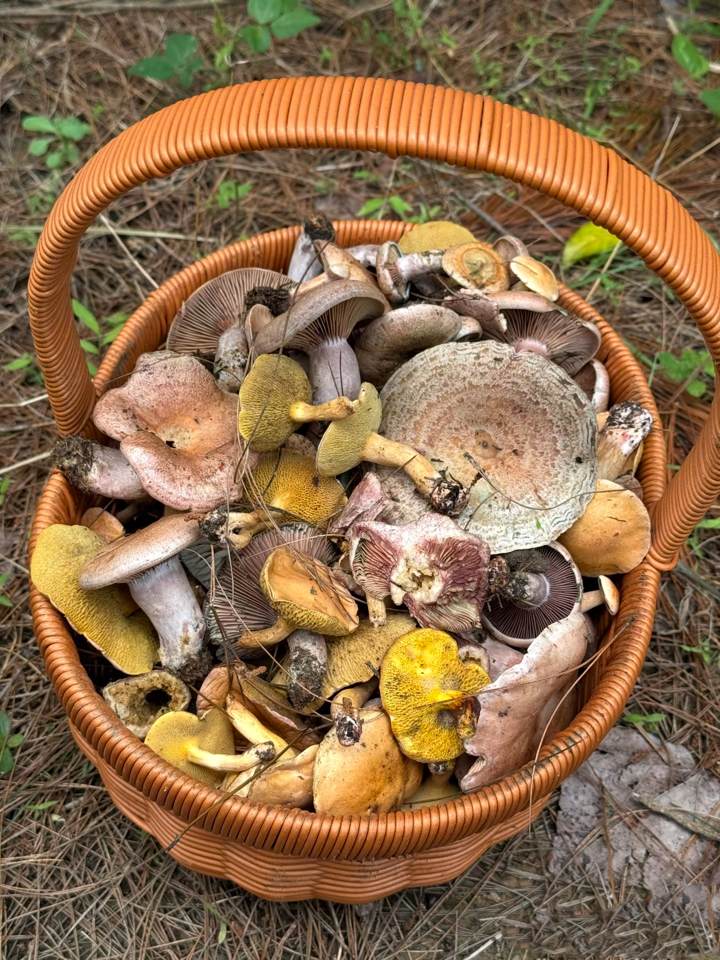 贵州的表妹送了一筐刚刚采的鲜蘑，说是对身体大补的。可以吃吗？我看着有点怵