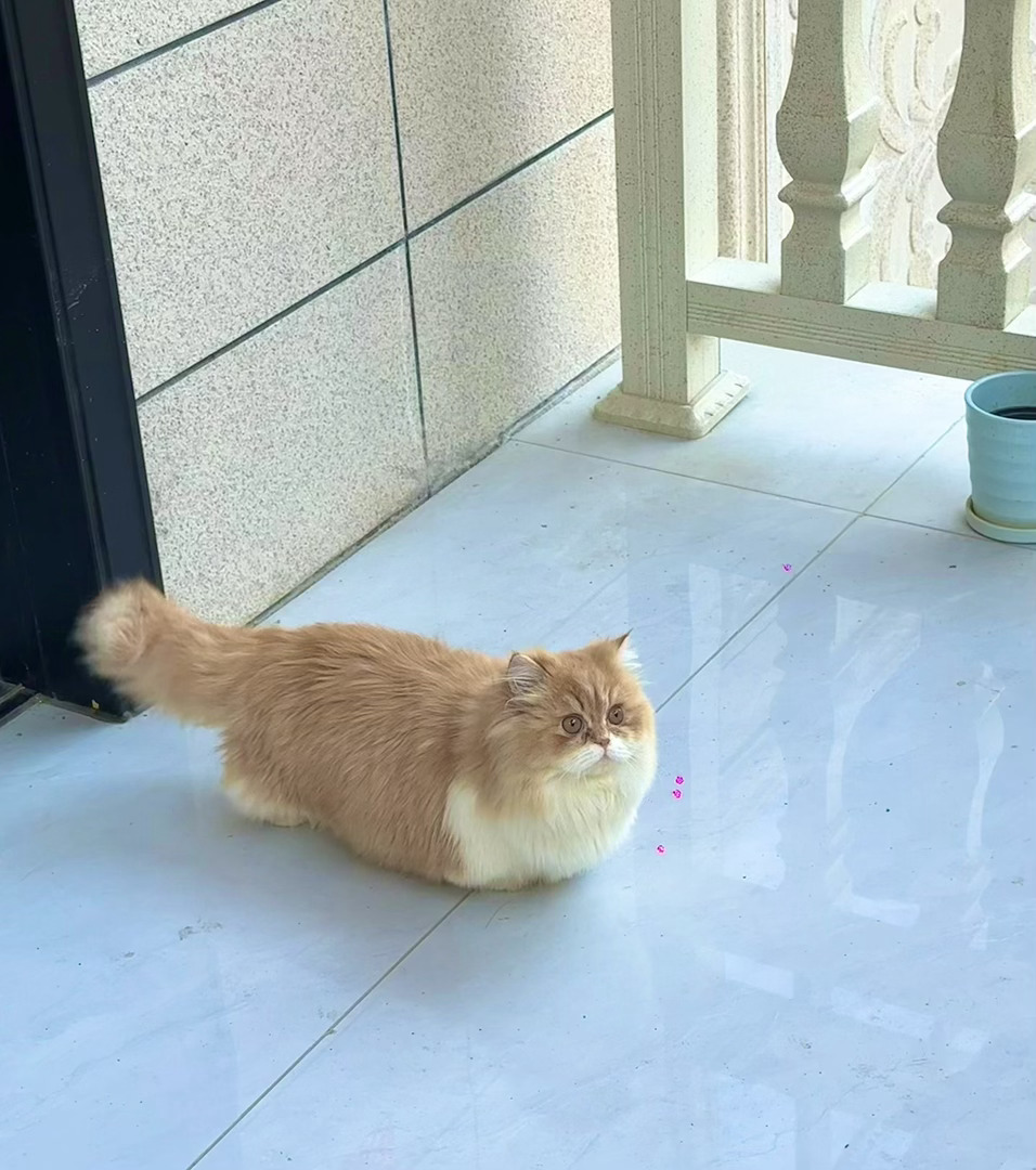 大肥猫 肚子都落地了🙈 