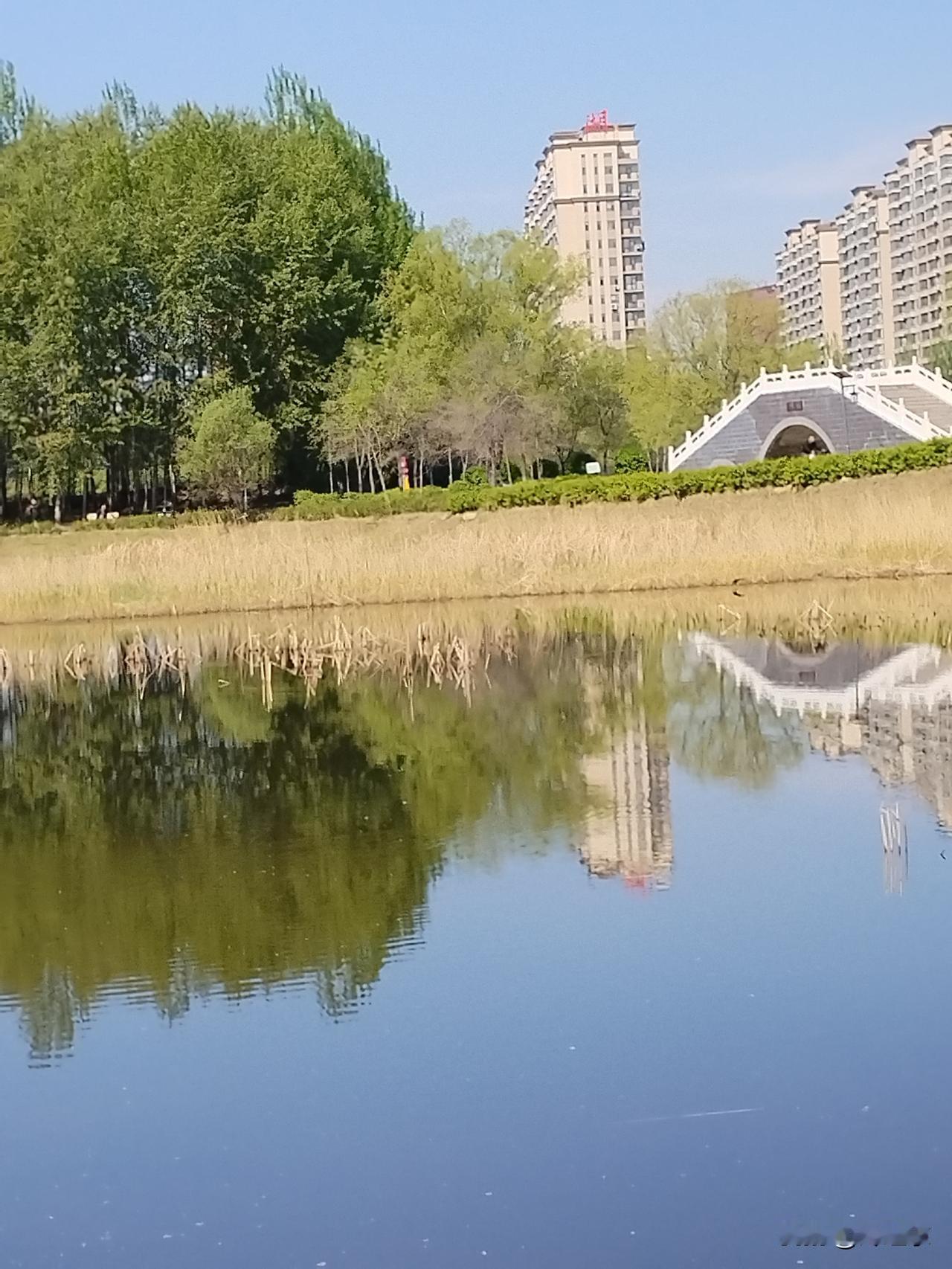 夏韵图
一泓碧水映苍穹，
黑羽红冠匿苇丛。
钻下跳上声声唤，
请续句……
（岸边