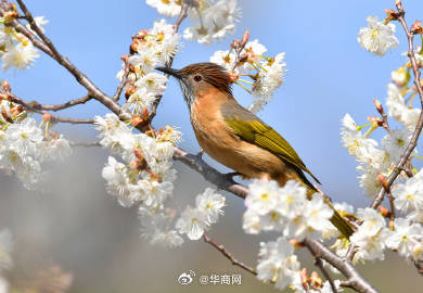 #三秦暮鼓# 【#贵州樱桃花开鸟儿衔花栖息枝头#】近日，贵州毕节金沙化觉镇的樱桃