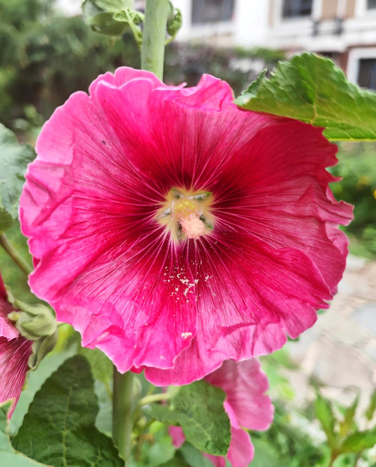 端午之花《蜀葵》
    蜀葵又称一丈红、节节高，开花恰逄端午，因而称之端午花。