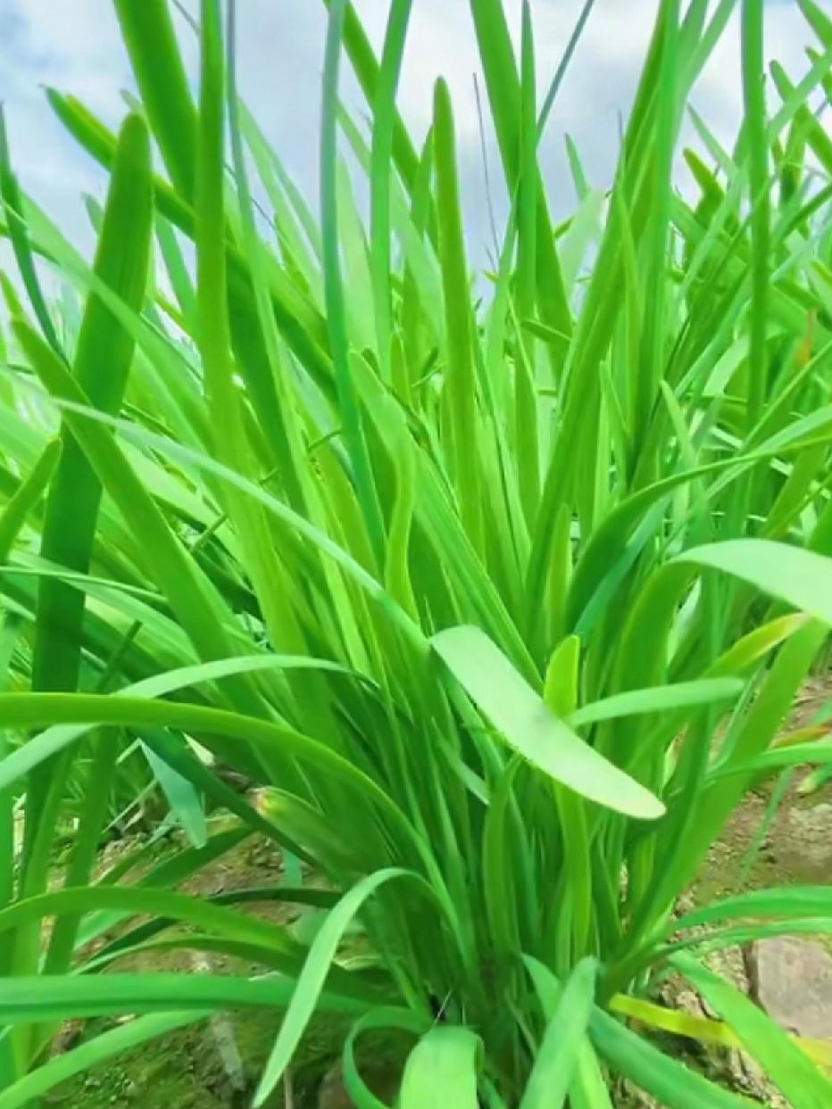 每到春初，满街都是卖韭菜的。但，真正的头刀韭菜，极鲜的味道，不常碰到。
小时候，