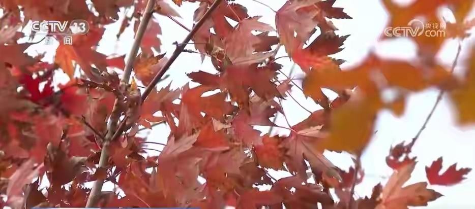 北京的秋天，恰是赏叶的绝佳时候，北宫国家森林公园迎来了彩叶的绚烂绽放。3000亩