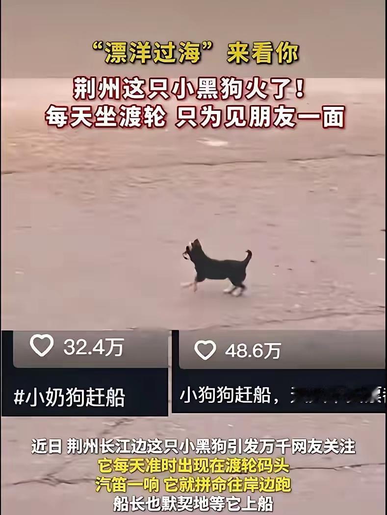 这只小黑狗每天会准时出现在江边等轮渡，没有人陪着，每次都是摇着小尾巴，走上靠岸的