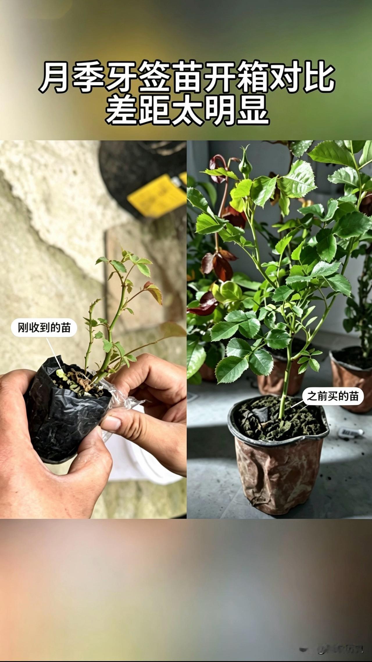 买月季牙签苗踩过的坑，一次对比给你们看明白！
别只看价格，苗情才是决定能不能活、