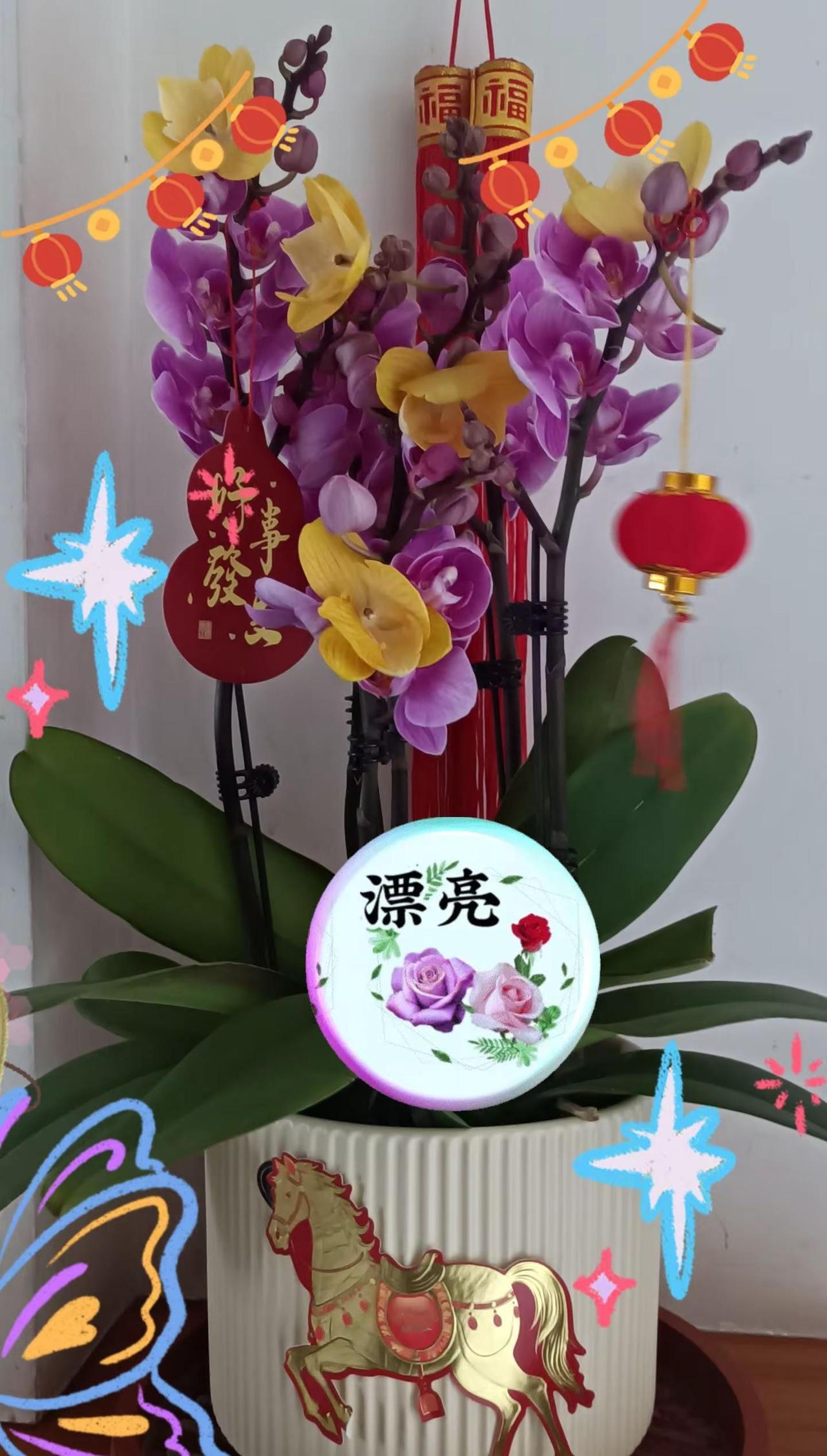 🦄2o26顺其自然吧🦄