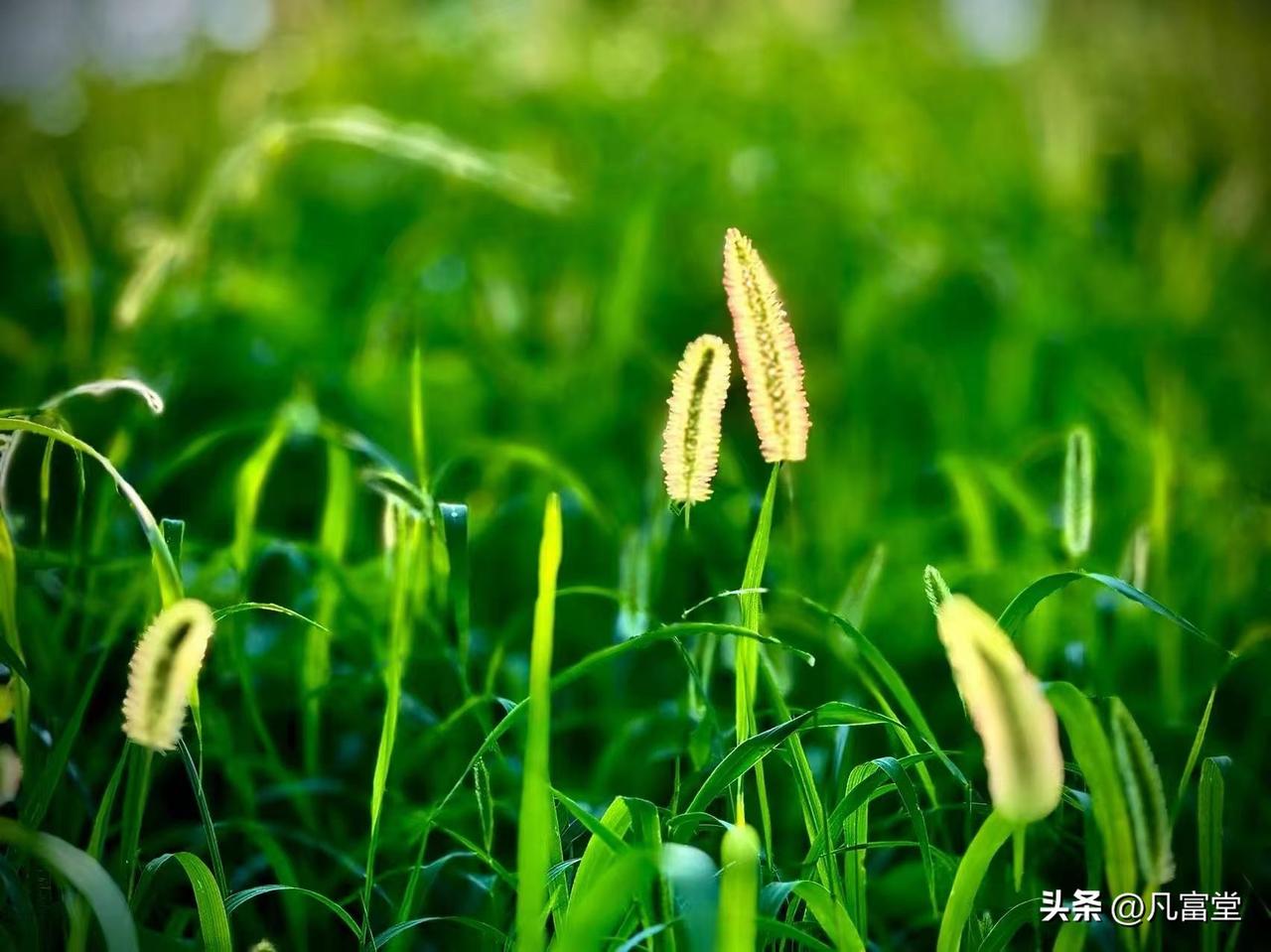 狗尾草辞
        （原创）


没人给它真正的名分
只有一个贱名
像是人