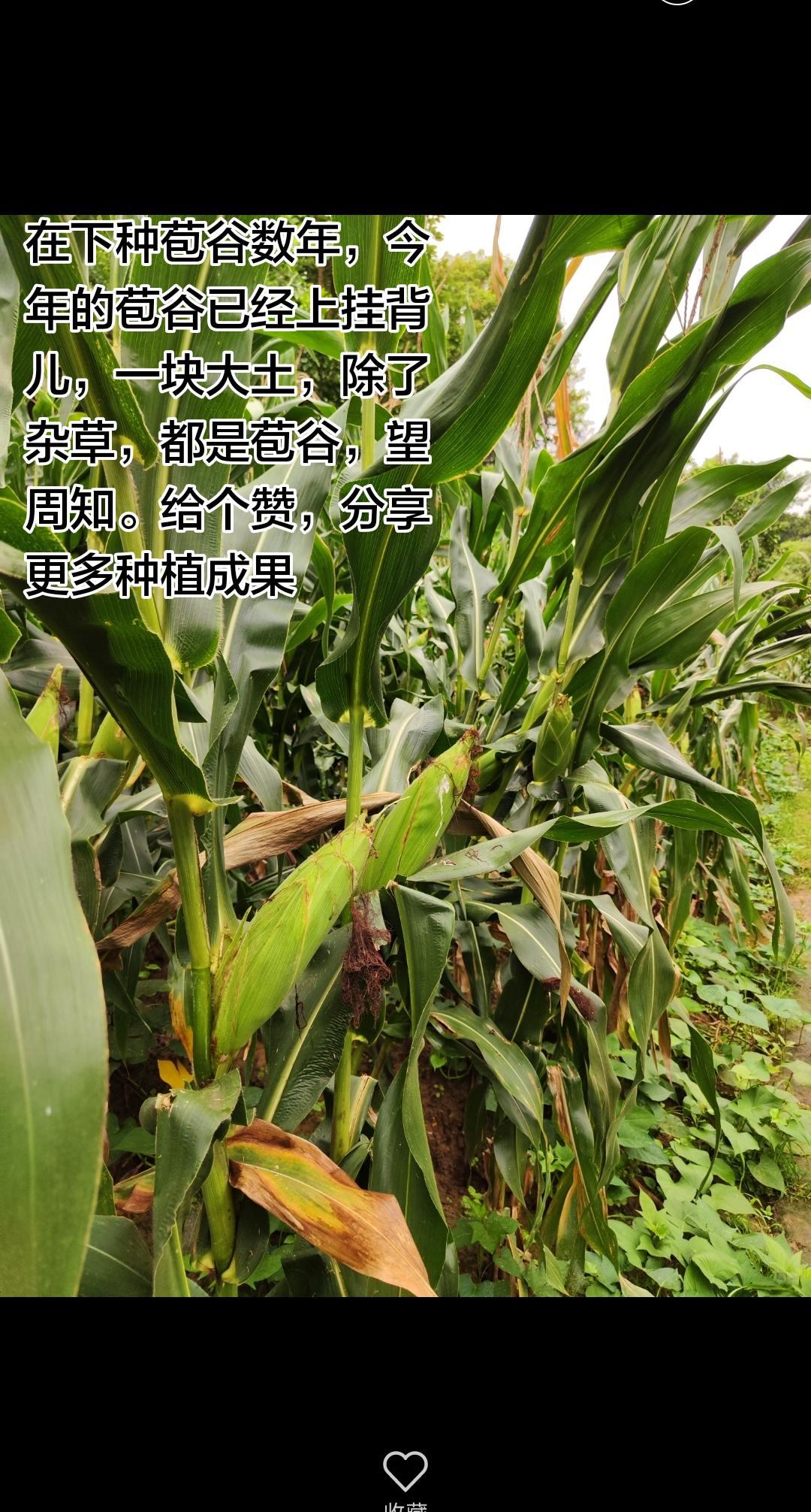 端午节粽子 吃苞谷收获的季节 抖音玩法合伙人计划