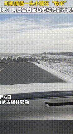 锡盟神猪自学牧羊走红，网友笑侃：狼来了都犯难
 内蒙古锡林郭勒有只黑白花小猪，凭