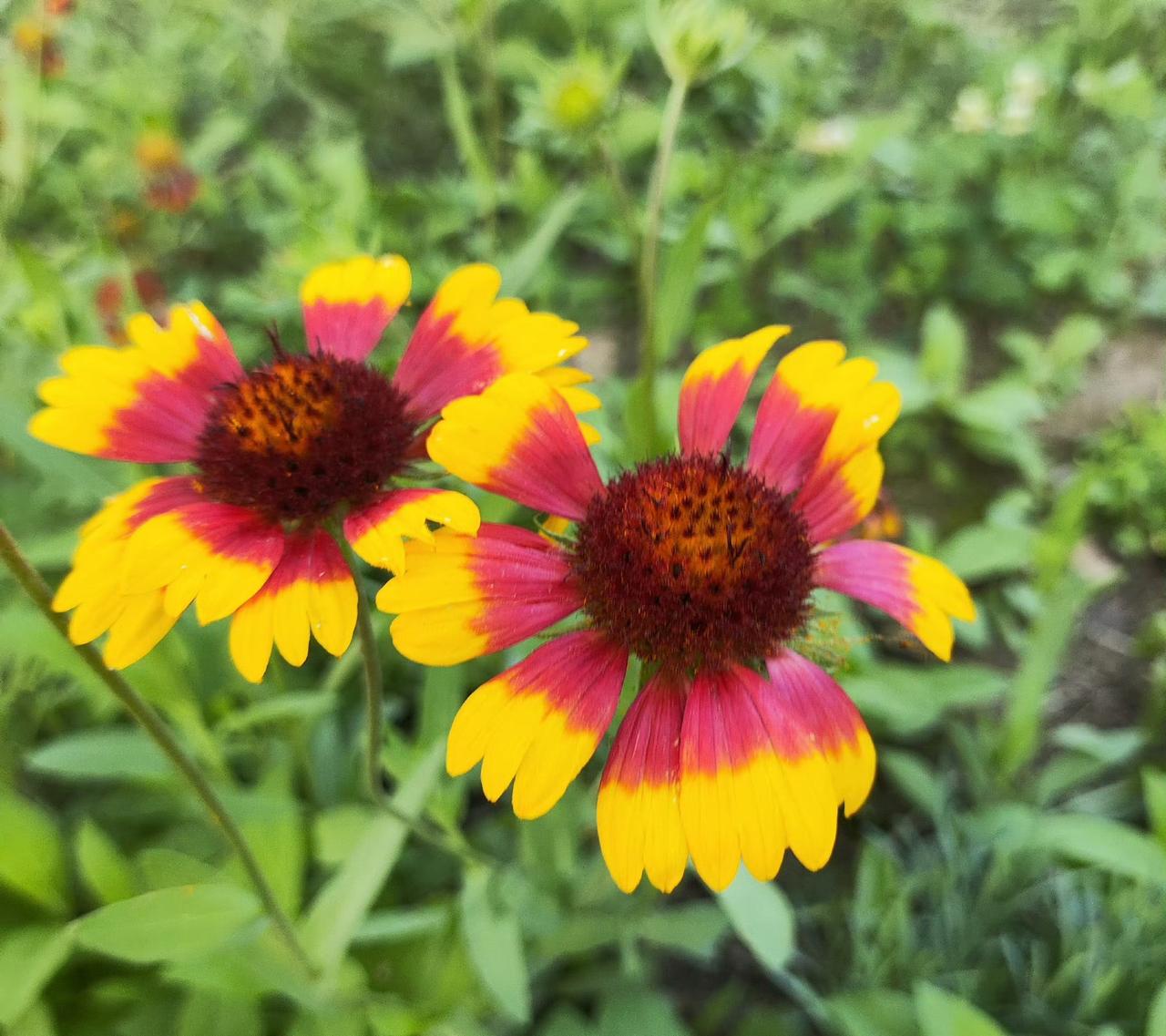 天人菊，俗名老虎皮菊、虎皮菊，是菊科天人菊属一年生草本植物，还是美国奥克拉荷马州