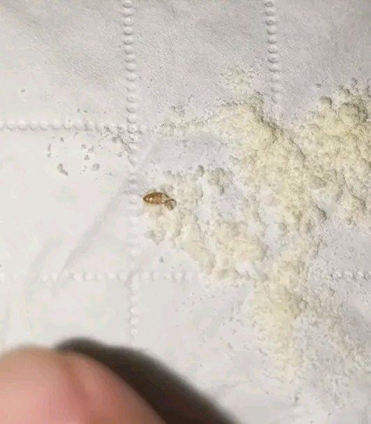 河北廊坊这女子买君乐宝奶粉，可不是一般的闹心。第一次吃出虫子，门店换了新批次，结