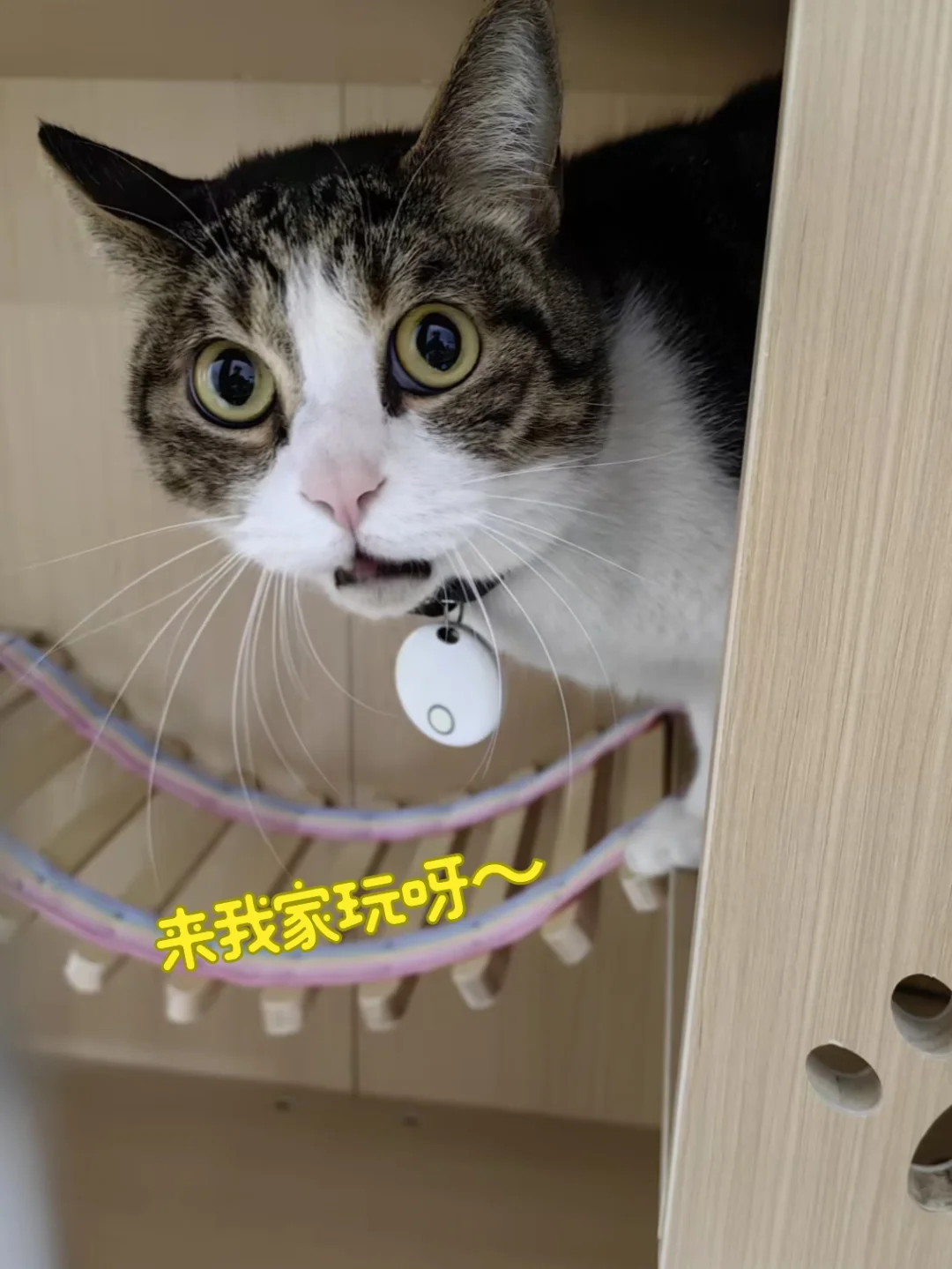 小猫咪的居所～🐱