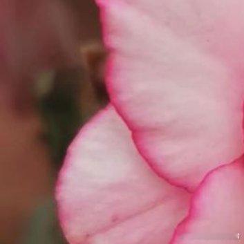 种植 🥀沙漠玫瑰的养护方法1.光照：沙漠玫瑰喜欢充足的阳光，应该放置在能够接受