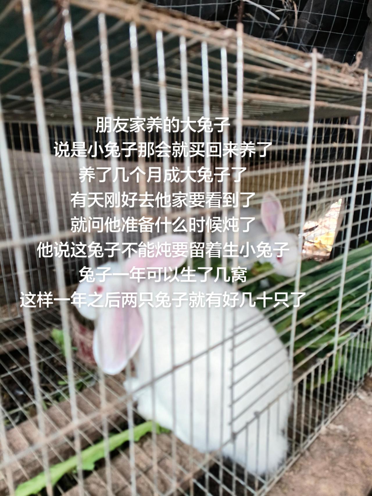 朋友家养的大兔子
说是小兔子那会就买回来养了
养了几个月成大兔子了
有天刚好去他