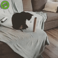 猫猫：你就说牛不牛吧 