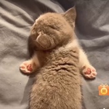 杏羽最爱科技