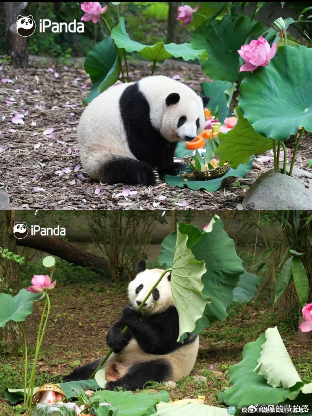 和花 认认真真品尝了荷花冰蛋糕，和叶 还给大家表演了“荷叶舞”。祝两位宝宝生日快