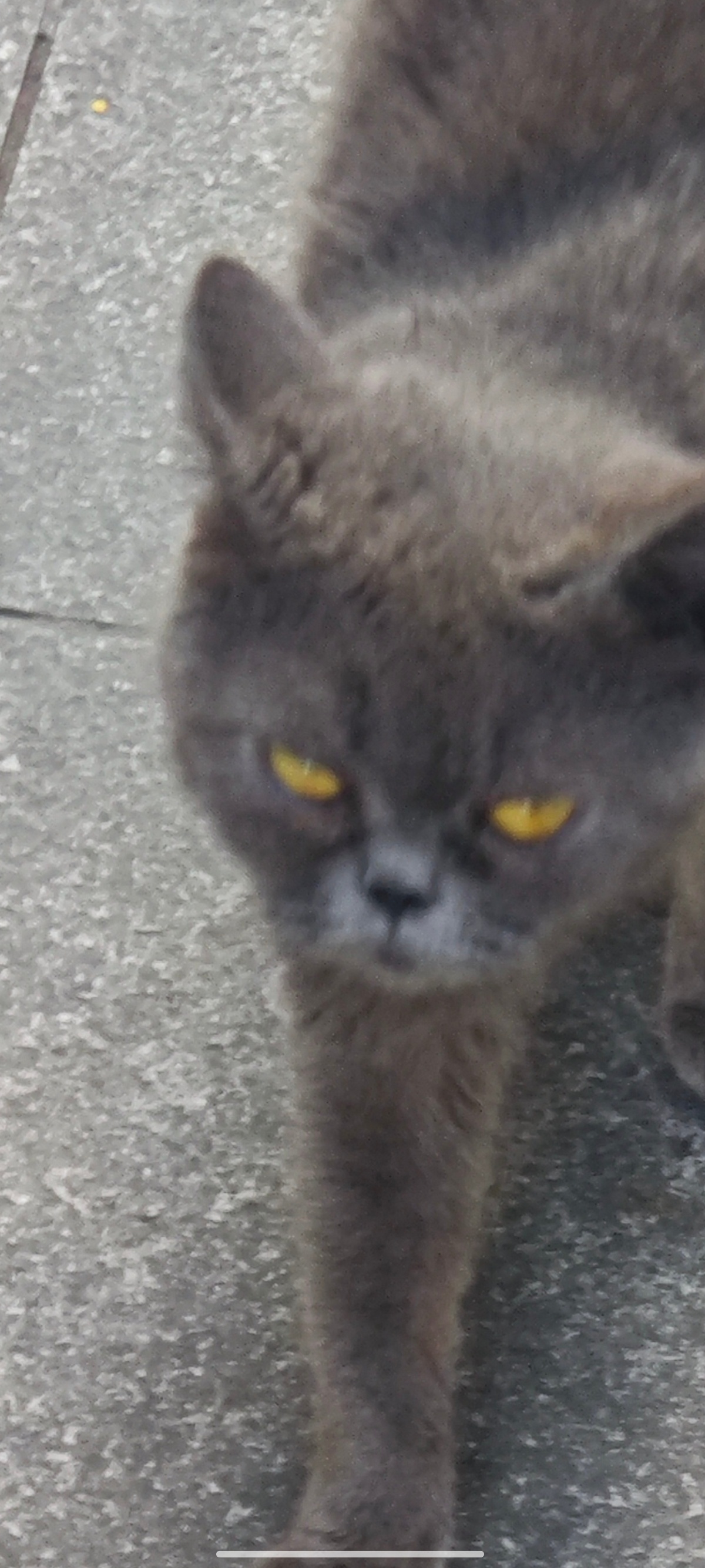 偶遇一只猫 