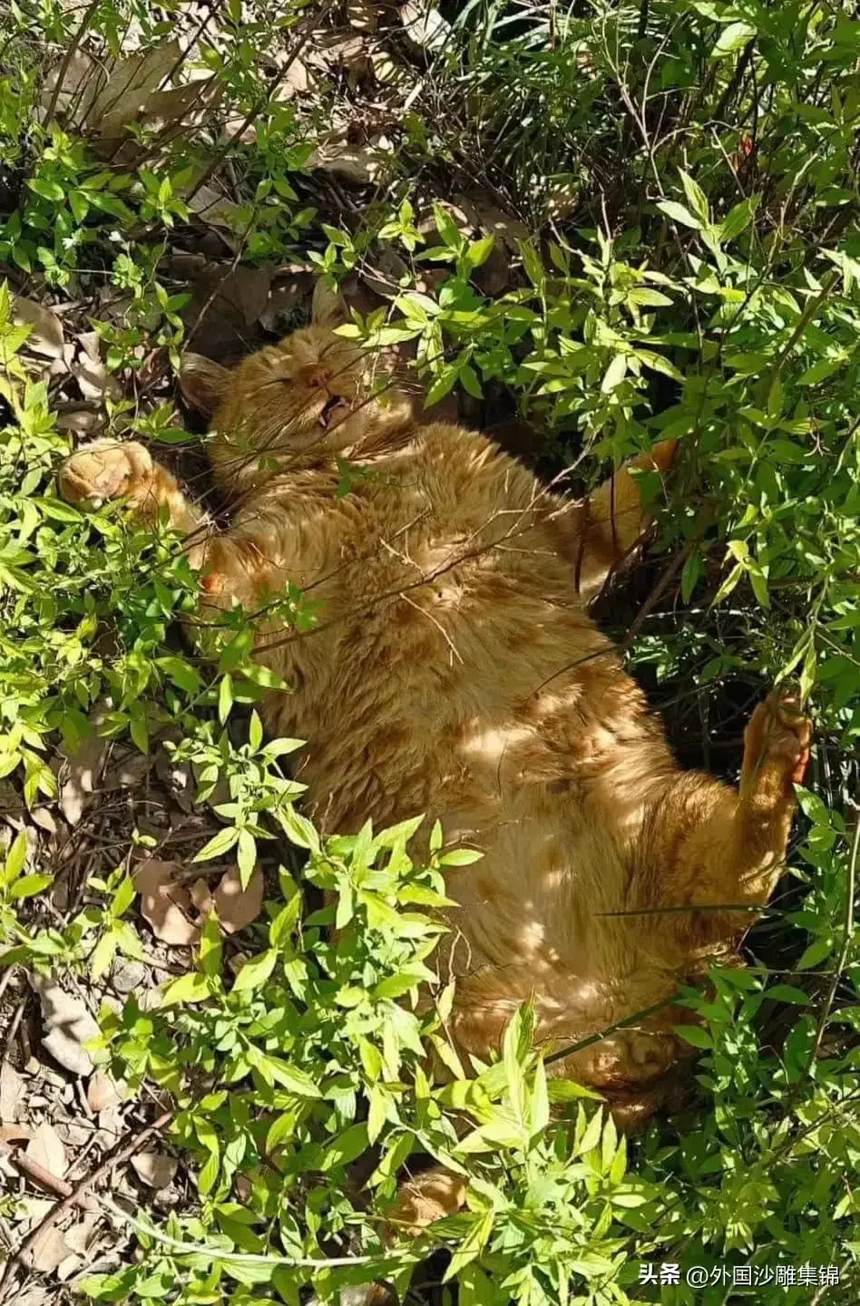 流浪猫的平均寿命只有短暂的两三年，在一个阳光的下午，这只已经活了五年多的流浪大橘