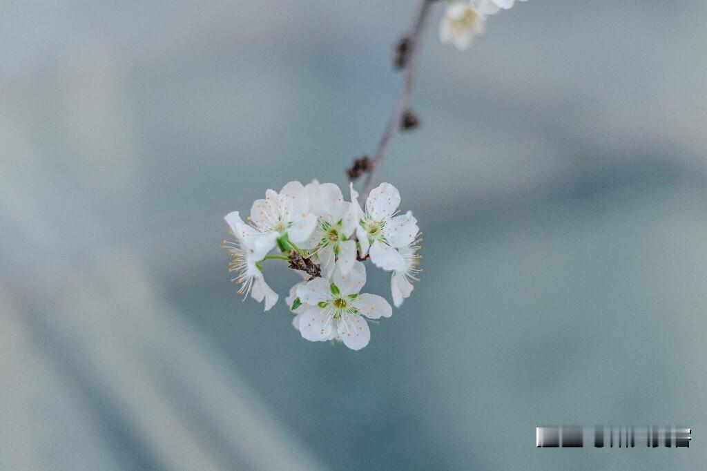 #OpenSeeGallery摄影项目征集##色彩##植物#