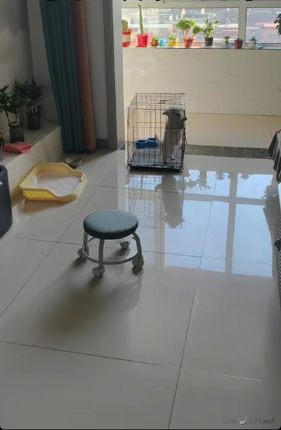 刚满月的小狗领回来养，关在笼子里哭得十分伤心，每哭一声象扎我的心。