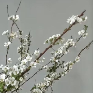 雪柳（喷雪花）1. 栽培方式：园土+腐叶土，中性微酸土，耐贫瘠；落叶灌木，优先地
