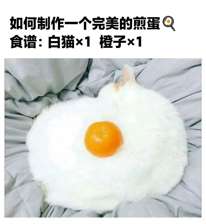 这煎蛋怎么长毛了？🍳 一些猫meme  / 