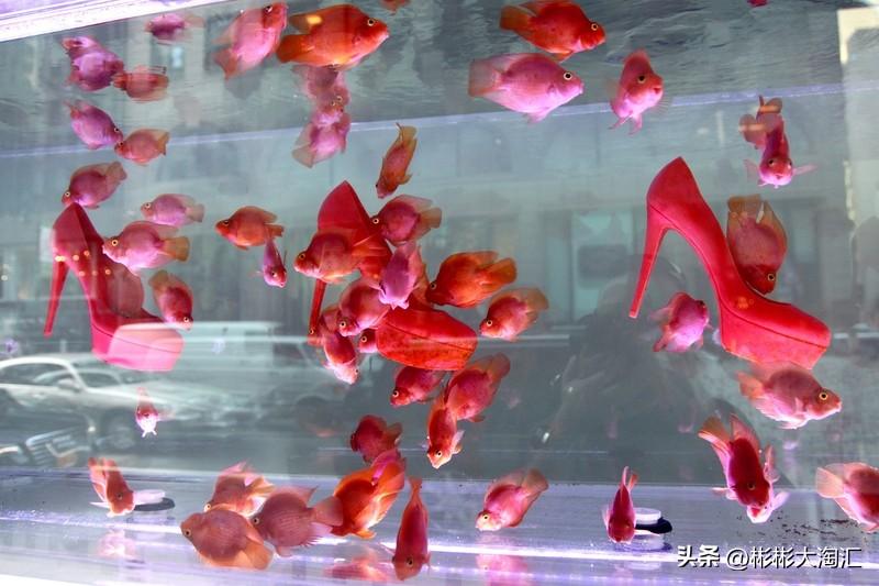 我家鱼缸里养了五条金鱼。这五条小家伙各有各的性格。有一条红色的金鱼特别活泼，整天