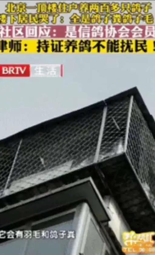 北京，一男子花235万元买套房子，结果楼上邻居养了200多只鸽子，他忍无可忍想把