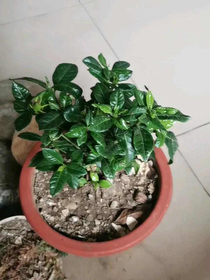 栀子花，为什么是所有花里面最难养的呢？
其他的，都还给面子，也唯独栀子花，明明自
